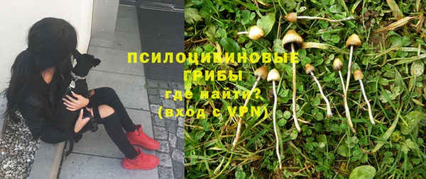 стафф Алзамай
